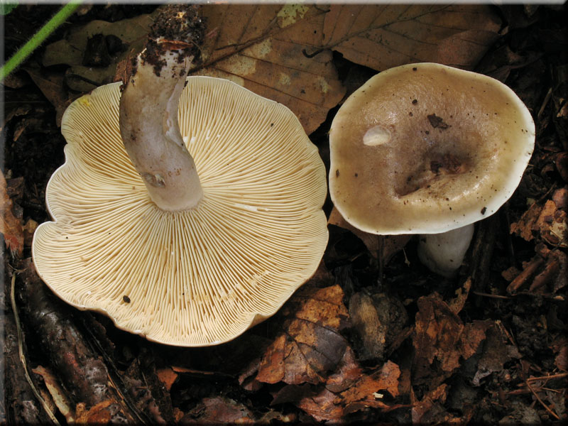Braunfleckender Milchling - Lactarius fluens