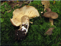 Rußfarbener Milchling - Lactarius fuliginosus