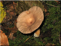 Blasser Duftmilchling - Lactarius glyciosmus