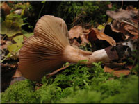 Blasser Duftmilchling - Lactarius glyciosmus