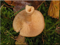 Blasser Duftmilchling - Lactarius glyciosmus