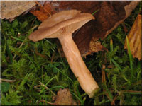 Blasser Duftmilchling - Lactarius glyciosmus