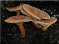 Lactarius helvus