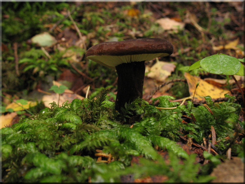 Mohrenkopf-Milchling - Lactarius lignyotus