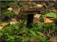 Mohrenkopf-Milchling - Lactarius lignyotus