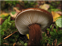 Lactarius lignyotus