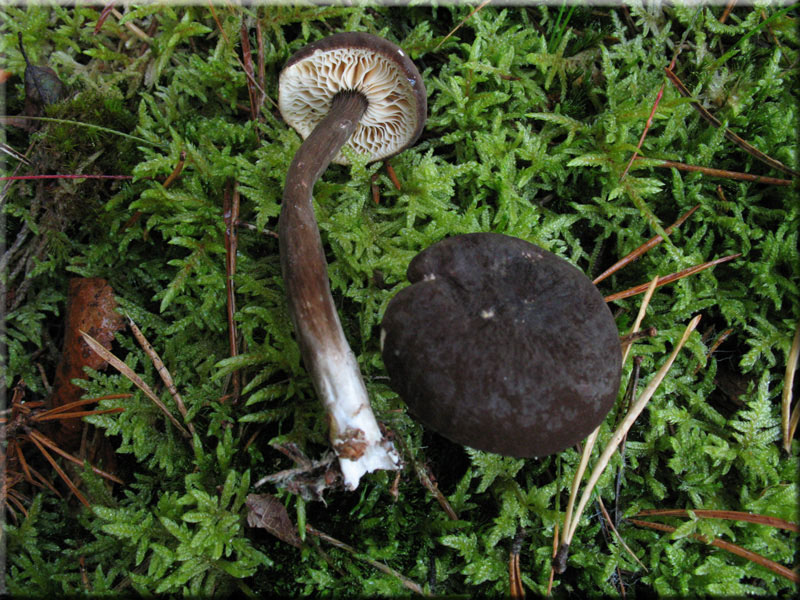 Mohrenkopf-Milchling - Lactarius lignyotus