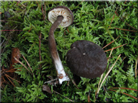 Mohrenkopf-Milchling - Lactarius lignyotus