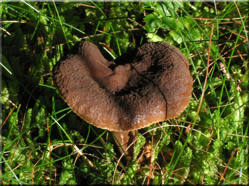 Mohrenkopf-Milchling - Lactarius lignyotus