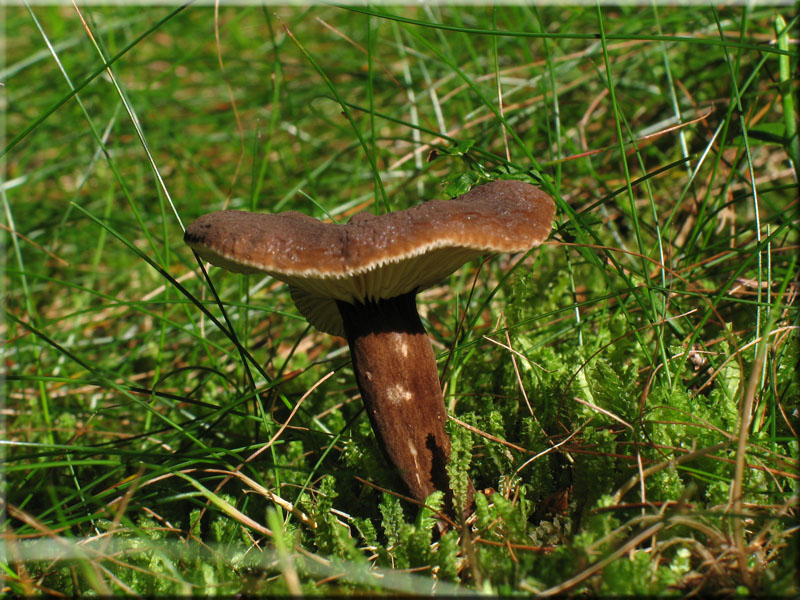 Mohrenkopf-Milchling - Lactarius lignyotus