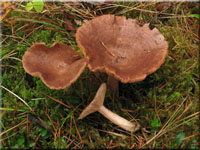 Dunkler Duft-Milchling - Lactarius mammosus