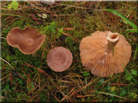 Dunkler Duft-Milchling - Lactarius mammosus