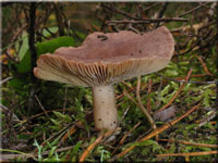 Dunkler Duft-Milchling - Lactarius mammosus