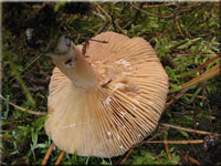 Dunkler Duft-Milchling - Lactarius mammosus