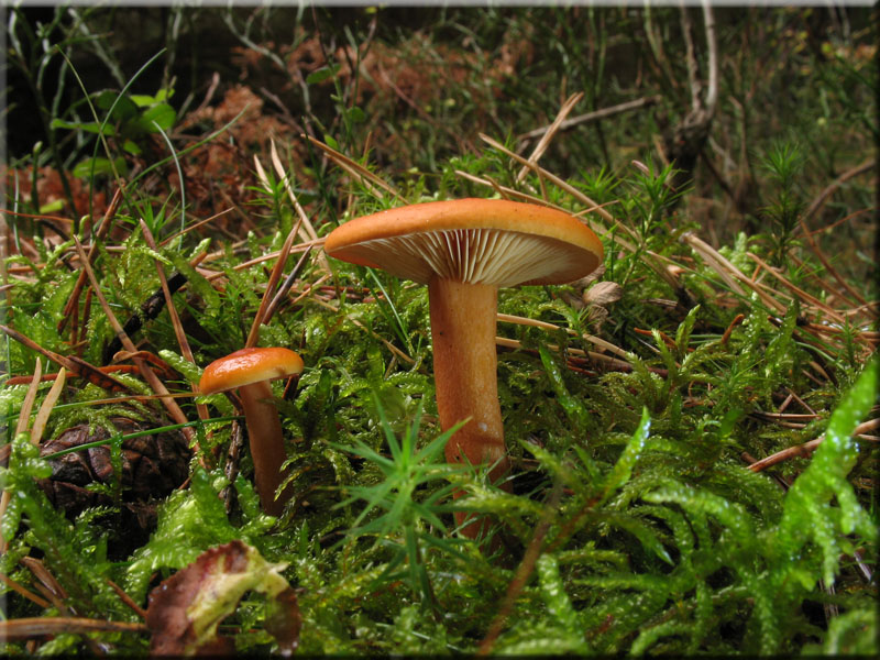 Falscher Orange-Milchling - Lactarius mitissimus