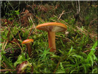Falscher Orange-Milchling - Lactarius mitissimus