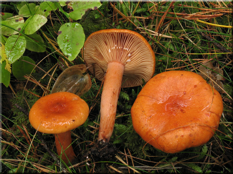 Falscher Orange-Milchling - Lactarius mitissimus