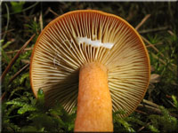 Falscher Orange-Milchling - Lactarius mitissimus