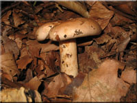 Fleischblasser Milchling - Lactarius pallidus