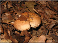 Fleischblasser Milchling - Lactarius pallidus