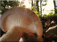 Fleischblasser Milchling - Lactarius pallidus