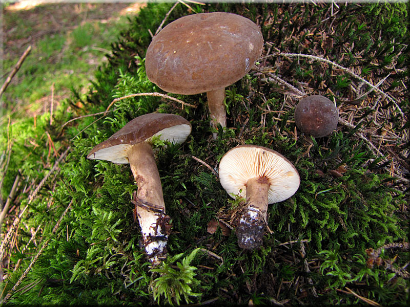 Pechschwarzer Milchling - Lactarius picinus