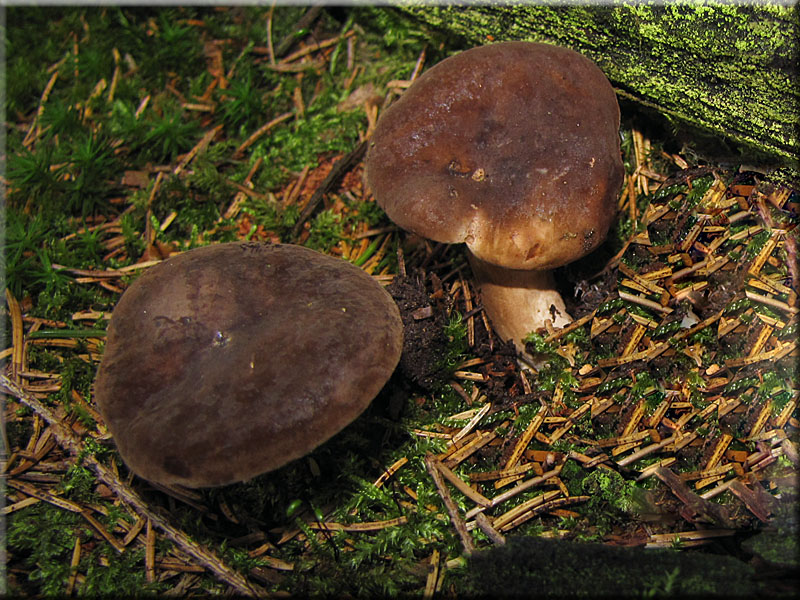 Pechschwarzer Milchling - Lactarius picinus