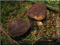 Pechschwarzer Milchling - Lactarius picinus