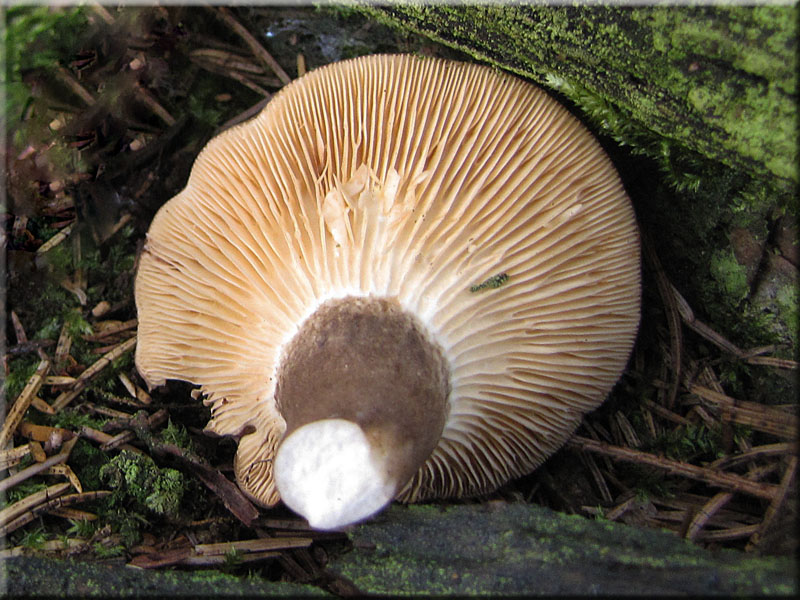 Pechschwarzer Milchling - Lactarius picinus