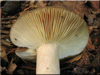 Flgelsporiger Milchling - Lactarius pterosporus