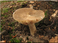 Flügelsporiger Milchling - Lactarius pterosporus