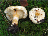 Flaumiger Birken-Milchling - Lactarius pubescens