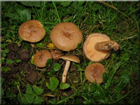 Scharfer Hasel-Milchling - Lactarius pyrogalus