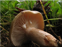 Scharfer Hasel-Milchling - Lactarius pyrogalus