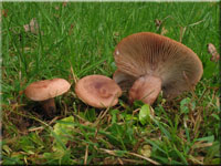 Eichen-Milchling - Lactarius quietus