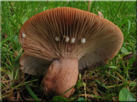 Eichen-Milchling - Lactarius quietus