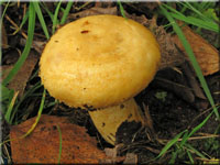 Zottiger Violett-Milchling - Lactarius repraesentaneus