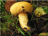 Zottiger Violett-Milchling - Lactarius repraesentaneus
