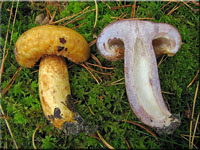 Zottiger Violett-Milchling - Lactarius repraesentaneus