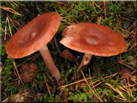 Rotbrauner Milchling - Lactarius rufus