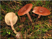 Rotbrauner Milchling - Lactarius rufus