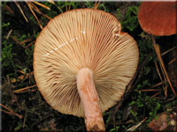 Rotbrauner Milchling - Lactarius rufus