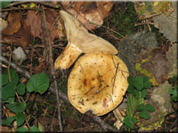 Grubiger Fichten-Milchling - Lactarius scrobiculatus