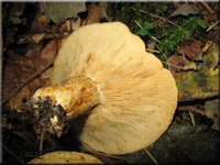 Grubiger Fichten-Milchling - Lactarius scrobiculatus