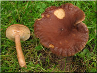 Wässriger Milchling - Lactarius serifluus