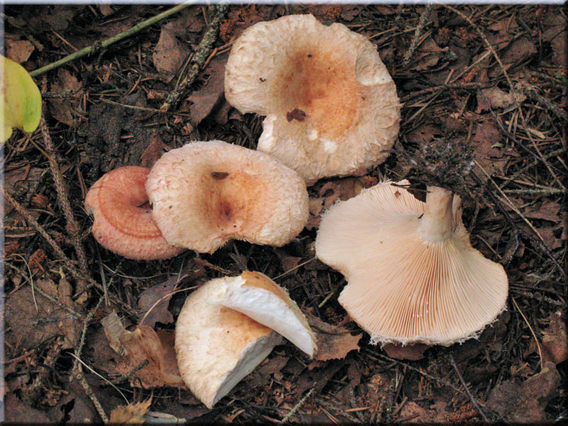 Zottiger Birken-Milchling - Lactarius torminosus