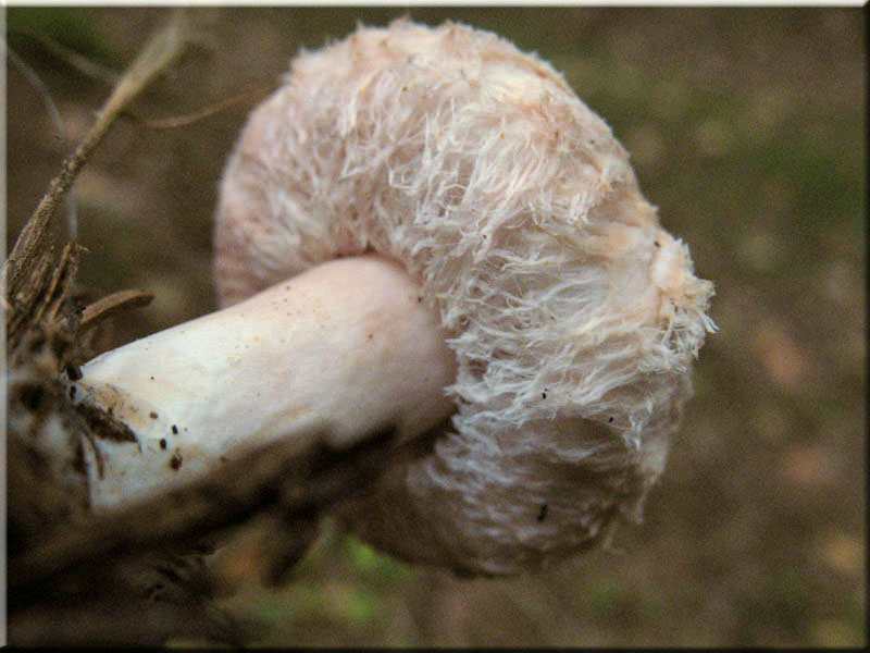 Zottiger Birken-Milchling - Lactarius torminosus