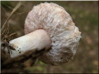 Zottiger Birken-Milchling - Lactarius torminosus 