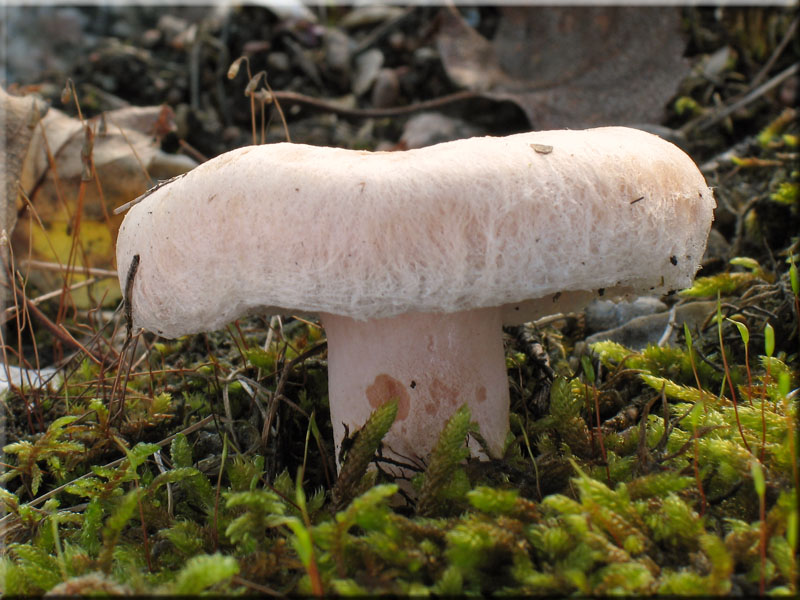 Zottiger Birken-Milchling - Lactarius torminosus