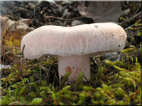 Zottiger Birken-Milchling - Lactarius torminosus 